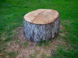 How Our Tree Care Process Works  in  Franklin Park, IL