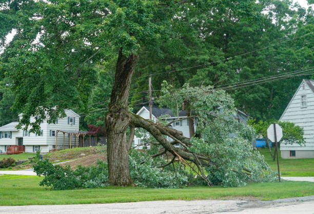 Best Palm Tree Trimming  in Franklin Park, IL