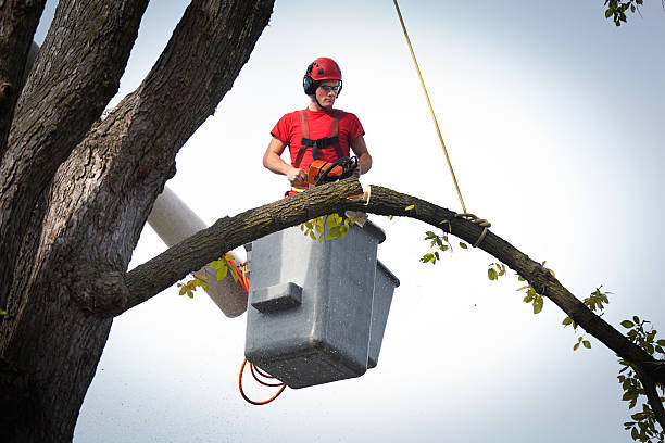 Best Tree Cabling and Bracing  in Franklin Park, IL